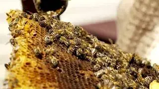 Nolan Hives Commercial - Live Bee Removal