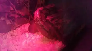 Update on Cassius cage