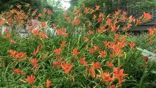How are your 'Ditch Lilies' growing?