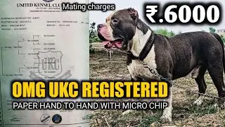 UKC Registered American bully 😍 | With paper & micro chip