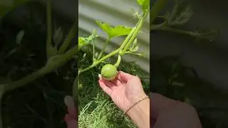 Garden Update 👩🏻&zwj;🌾🌱 #gardening #plants #vlog #homegarden #zucchini #vegogarden #bentonoods