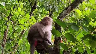 Monkey Leyla  show