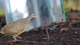 DIY trap. Creativity Glass For bird traps