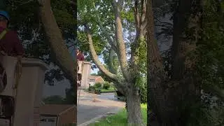 Very Dangerous Dead Tree Falls On House! #firewood #treeremoval #tractor #arborist #stumpgrinder