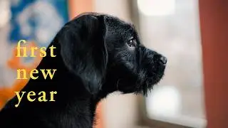 Our Puppy&rsquo;s First New Year in Amsterdam&ndash; Escaping Fireworks - Photographers' Diary (ep.001)