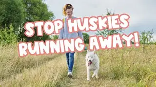 How to Train a Husky to NOT Run Away (9 Dog Trainer Tips)