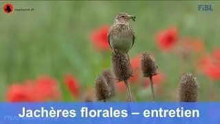 Jachères florales : conseils pour leur mise en place et leur entretien