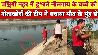 Yamuna Nehar Me bada Rescue | पश्चिमी यमुना नहर में डूबती नीलगाय को गोताखोरों ने बचाया 