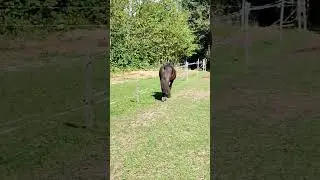 Ignored Again/Опять игнор#shorts#short#shortsvideo#funnyvideo#funnyshorts#animals#horse#fun#love