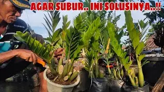 CARA MERAWAT TANAMAN JAMIA KULKAS !!