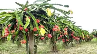 COMO PLANTAR PITAYA EM CASA (EM 1 MINUTO PASSO A PASSO)