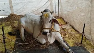2026-చిలకలూరిపేట💥 న్యూ కేటగిరీ 16 వజత RK BULLS VETAPALEM అరుణాచలం 💥 సింహాచలం