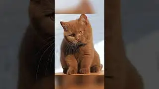 بزونه بزون قطه كيوت قط قطه