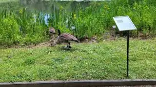 Gr&uuml;neburgpark, Frankfurt am Main, Gansen Familie und Frosch Kakophonie