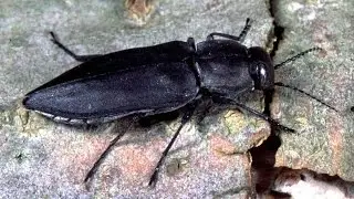 Jewel Beetles