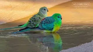 Red-rumped Parrot Calls - Squeaky whistles & tinkling sounds