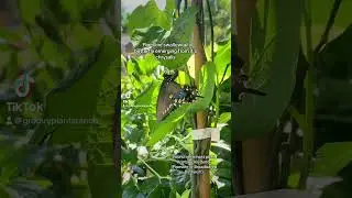 Pipevine Swallowtail at Groovy Plants Ranch