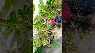 must plant a tree #shorts #viralvideo #amazing #video #naturevideo #planttree