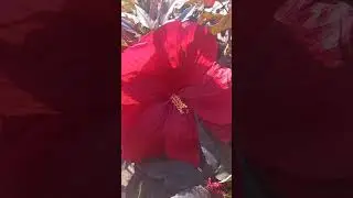 Червоний Гігант (Giant Red) Серія Carousel Гібіскус трав'янистий (Hibiscus Moscheutos)