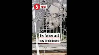 Goodbye for now but new pandas will arrive later this year, says Nik Nazmi