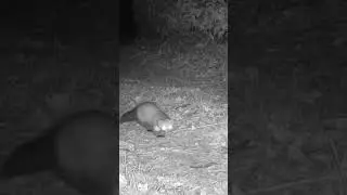 Backyard Wildlife Night Camera #shorts