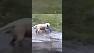 Dog catches MASSIVE FISH with his mouth #fishing #fish #dog