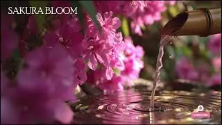 🔴 桜の調べ – 日本庭園の水音と風鈴の癒し | 心を落ち着ける音楽👉 Zen garden + wind chimes vibes.