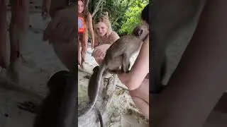 Funny Monkey Mafia Attacks Girls at Phi Phi Island #shorts