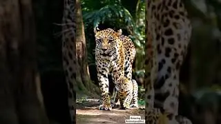 Adorable Leopard and Cub Stroll: Rare Footage of Mother Leopard Walking with Baby