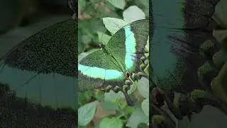 Live in the moment #beautifulbutterfly#liveinthenow🦋