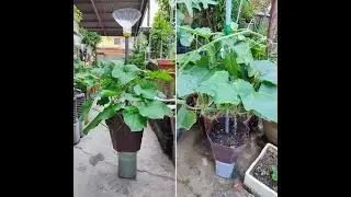 No 16 Self watering pot Lu plant pot big 1 zone v7 Grow Pumpkin & Luffa 种南瓜种丝瓜 TanamLabu TanamPetola