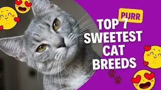 The Most Loving Cats: 7 Breeds Full of Purrs and Snuggles
