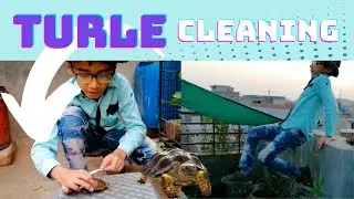 Our Hens and Dove Chicks  | Turtle Shell Cleaning | @mbunnyvlogs