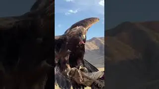 Eagle hunting show. #eagle #nature #traditional #Kyrgyzsatan #trip #BooGootravel
