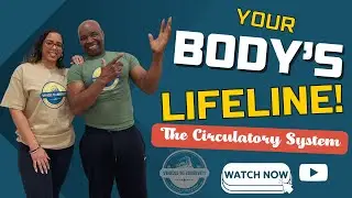 The Circulatory System Explained: Understanding Blood Flow and Vital Functions :Blood Type Lifestyle
