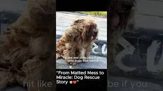 From Matted Mess to Miracle  Dog Rescue Story  ❤️#dog #rescuedog #dogs #shorts