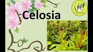Celosia 