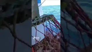 Snow crab fishing 2J South, Labrador.......EXCELLENT FISHING