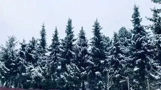 Calm Winter Pines (1 Hour) | Deep Relaxing Ambient Music for Sleep, Focus & Stress Relief