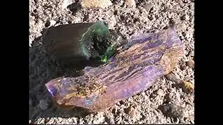 Purple Jenny 2000