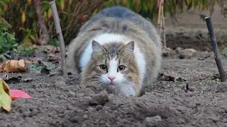 Cat&rsquo;s Eyes Go Wide Right Before the Pounce 😳🐾