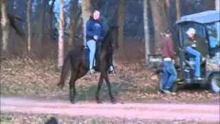 Chocloate Gelding