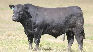 Ben Nevis Bull Sale 2025 - Lot 9
