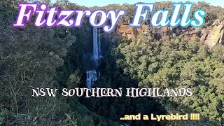 Wonderful Fitzroy Falls  |  Southern Highlands NSW  |  Lyrebird in the wild too!