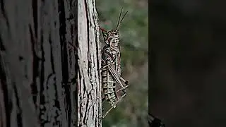 2023 GrassHopper and 5000bce GrassHopper || mythology of Mubi ||shortvideo ||