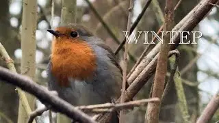Winter Nature Walk in England | Red Robin, Squirrels & Gentle Water Streams (4K)