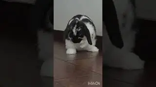 Hi,my name is Oreo🐇#animal #beautiful #rabbit #bunny #cute #cutevideoforkids #forkids #pets