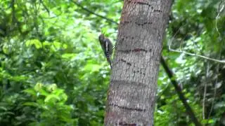 Yellow-bellied Sapsucker (Sphyrapicus varius)