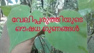 വേലിപ്പരുത്തി ,