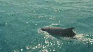 Snapper Weymouth Cruise Ship Tours and Sightseeing Trips